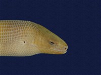 Formosan legless lizard Collection Image, Figure 7, Total 7 Figures